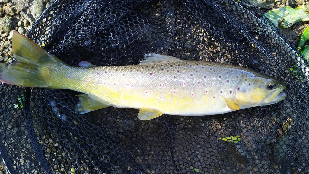 Photo of the trout of the day